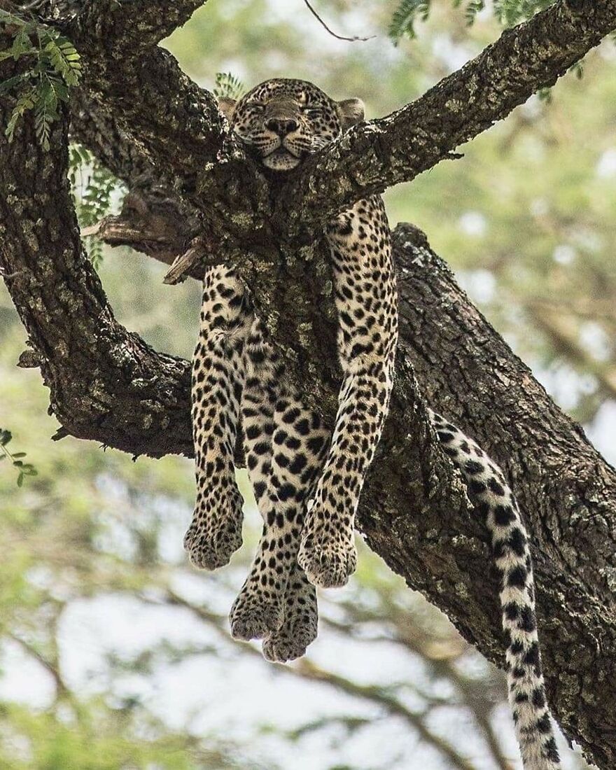 Leopard relaxing on a tree branch in a natural setting showcasing adorable and beautiful animals.
