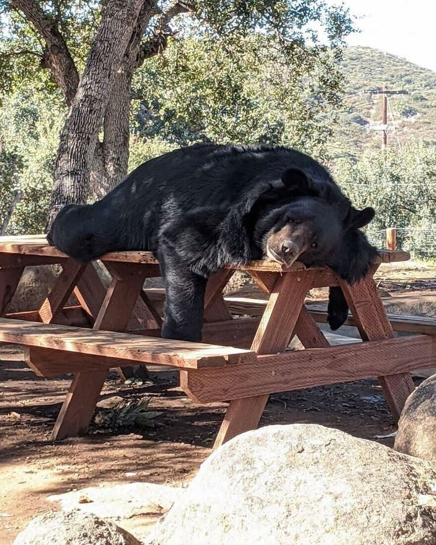 Black bear lounging on a wooden picnic table under a tree, showcasing adorable and beautiful animals in a natural setting.