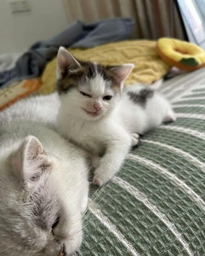 Two adorable cats resting on a cozy bed, showcasing charming moments in wholesome cat pics.