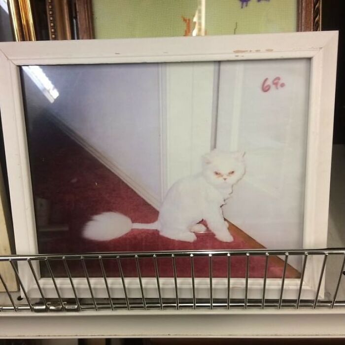Framed photo of a white cat with a groomed tail looking bizarre found at a thrift store among unusual thrift store finds.