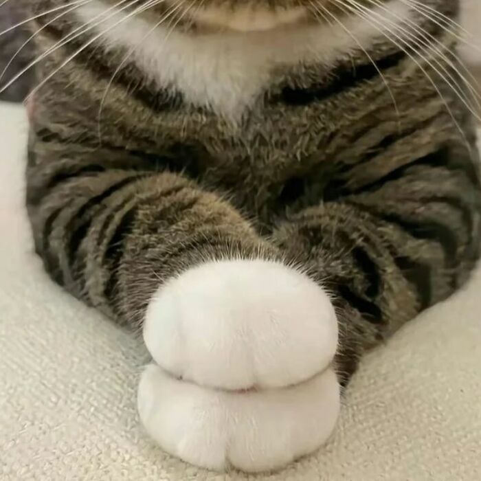 Minimalist doodle of a cat with chubby cheeks and crossed paws, showcasing artist's viral cat pics interpretation.