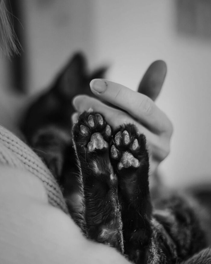 Woman in a sweater holding and comforting her cat, capturing touching final moments between pets and their humans.