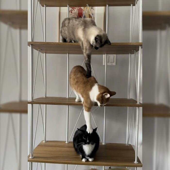 Minimalist doodles of three stacked cats in black, white, and orange, showcasing viral cat pics transformed by an artist.