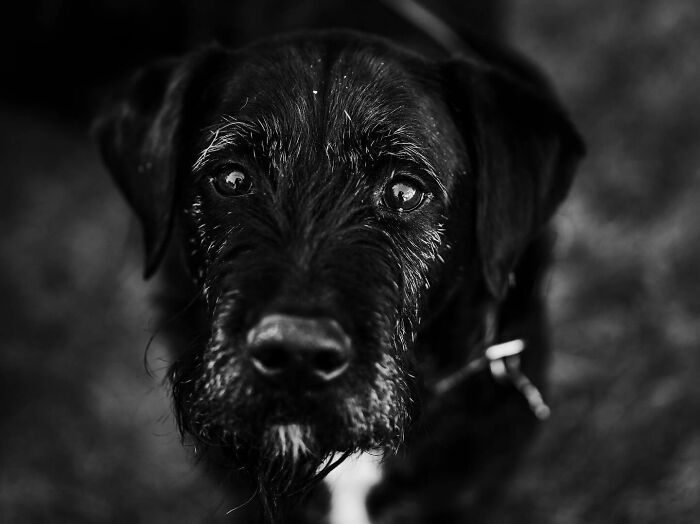 Woman with curly hair holding and kissing her dog, capturing touching final moments between pets and their humans.