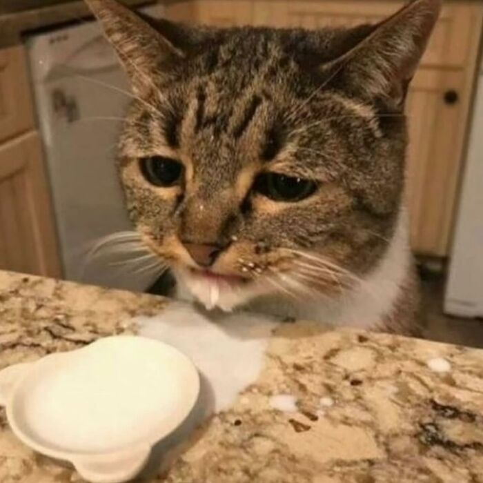 Minimalist doodle of a cat looking sadly at a spilled coffee cup illustrating viral cat pics by the artist.