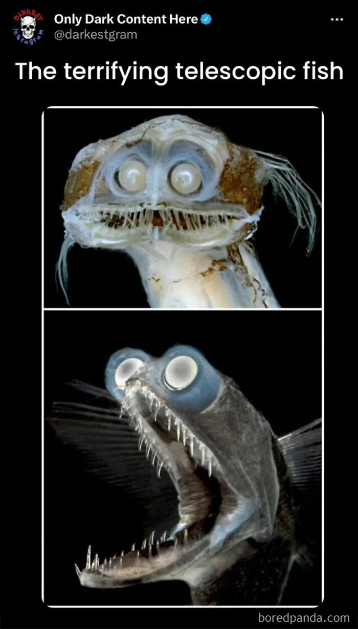 Two close-up images of a terrifying telescopic fish with glowing eyes and sharp teeth from darkest page on Instagram spooky content.