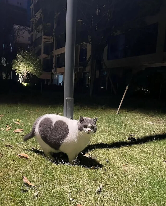 Cat with heart-shaped fur pattern on grass at night under streetlight, adorable cat pics and stories.