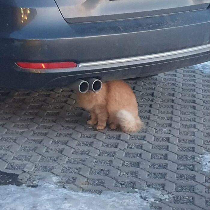 Simple orange doodle of a viral cat with big eyes and curved tail, showcasing hilarious spot-on cat art.