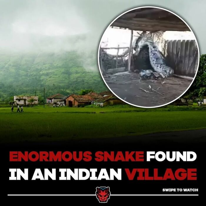 Enormous snake discovered in an Indian village, one of the random creepy facts and pictures that can deprive somebody of sleep.
