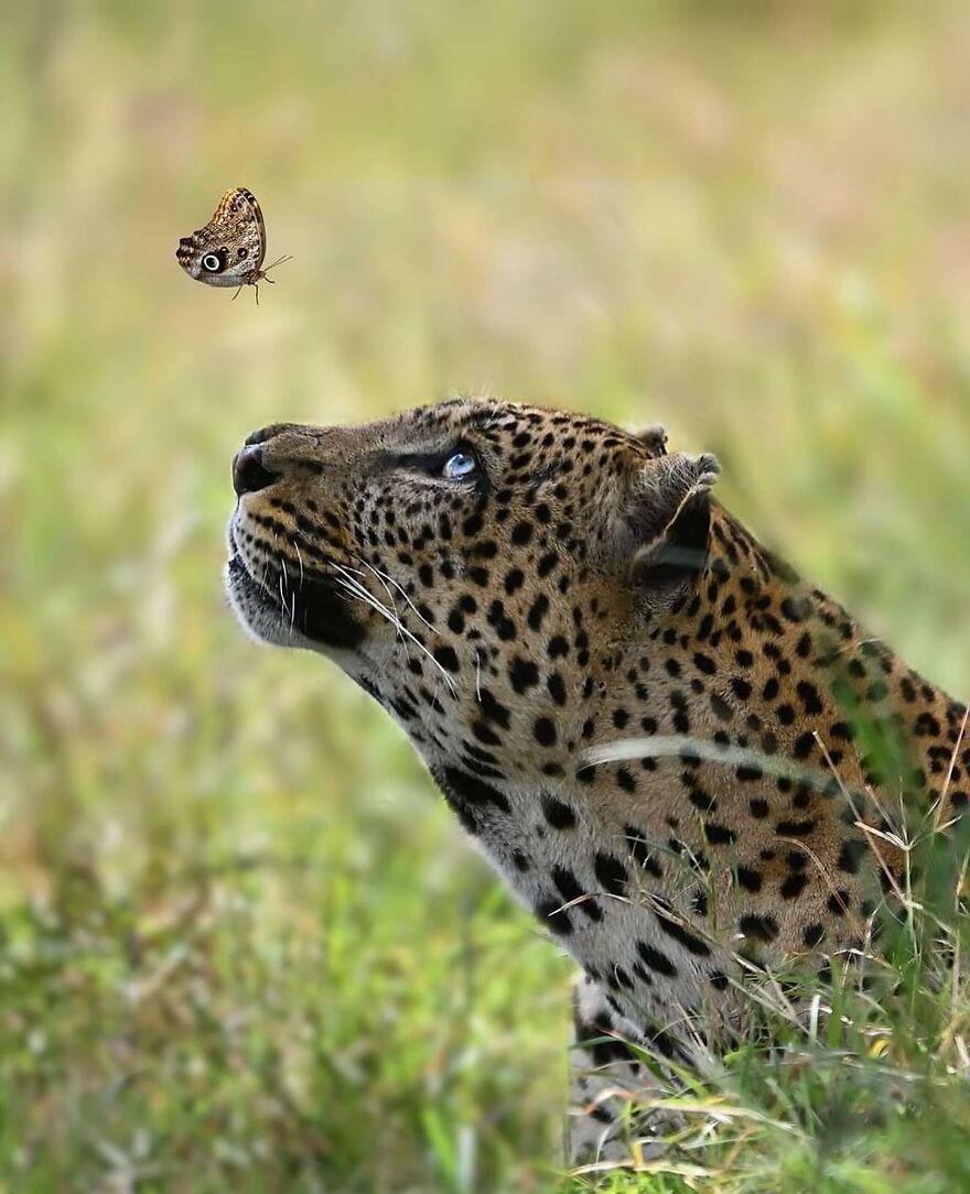 Leopard with blue eyes looking at a butterfly in tall grass, showcasing adorable and beautiful animals in nature.