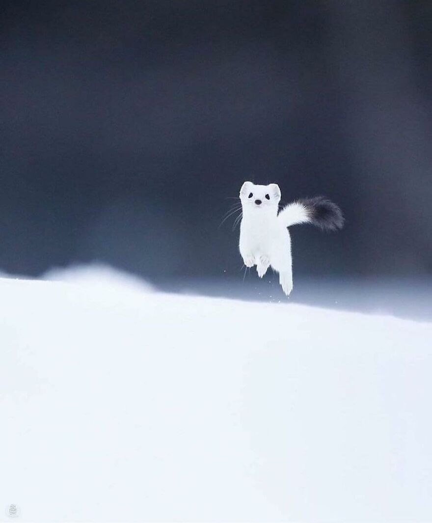 Small adorable animal with white fur and black tail jumping on snow, showcasing beautiful animals in natural winter habitat.