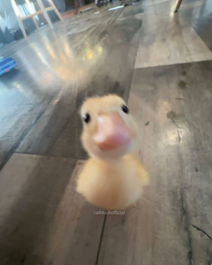 Close-up of an adorable baby duckling indoors, showcasing one of the beautiful animals that might brighten up your day.