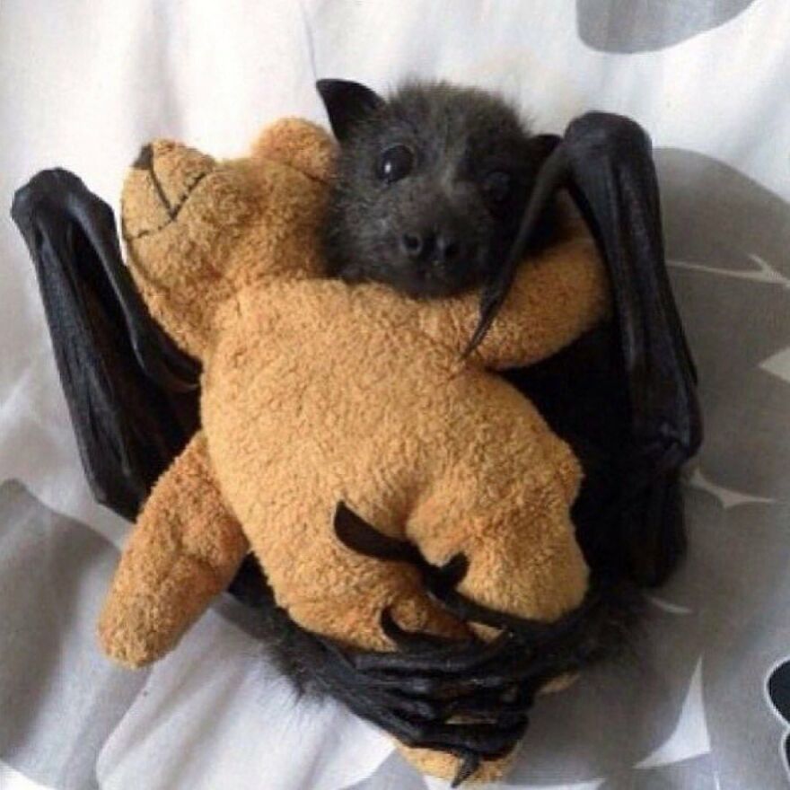 A small adorable bat cuddling a plush toy, showcasing one of the beautiful animals that might brighten up your day.