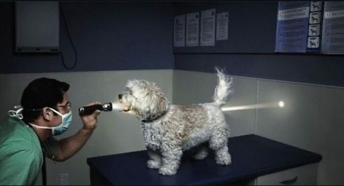 Veterinarian examining a small dog whose tail light humorously shines like a flashlight in chaotic animal pics.