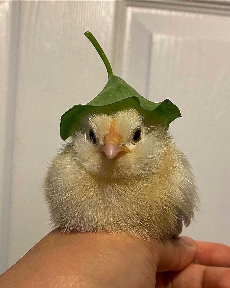 Fluffy baby chick wearing a green leaf hat, held gently in a hand, showcasing adorable and beautiful animals.
