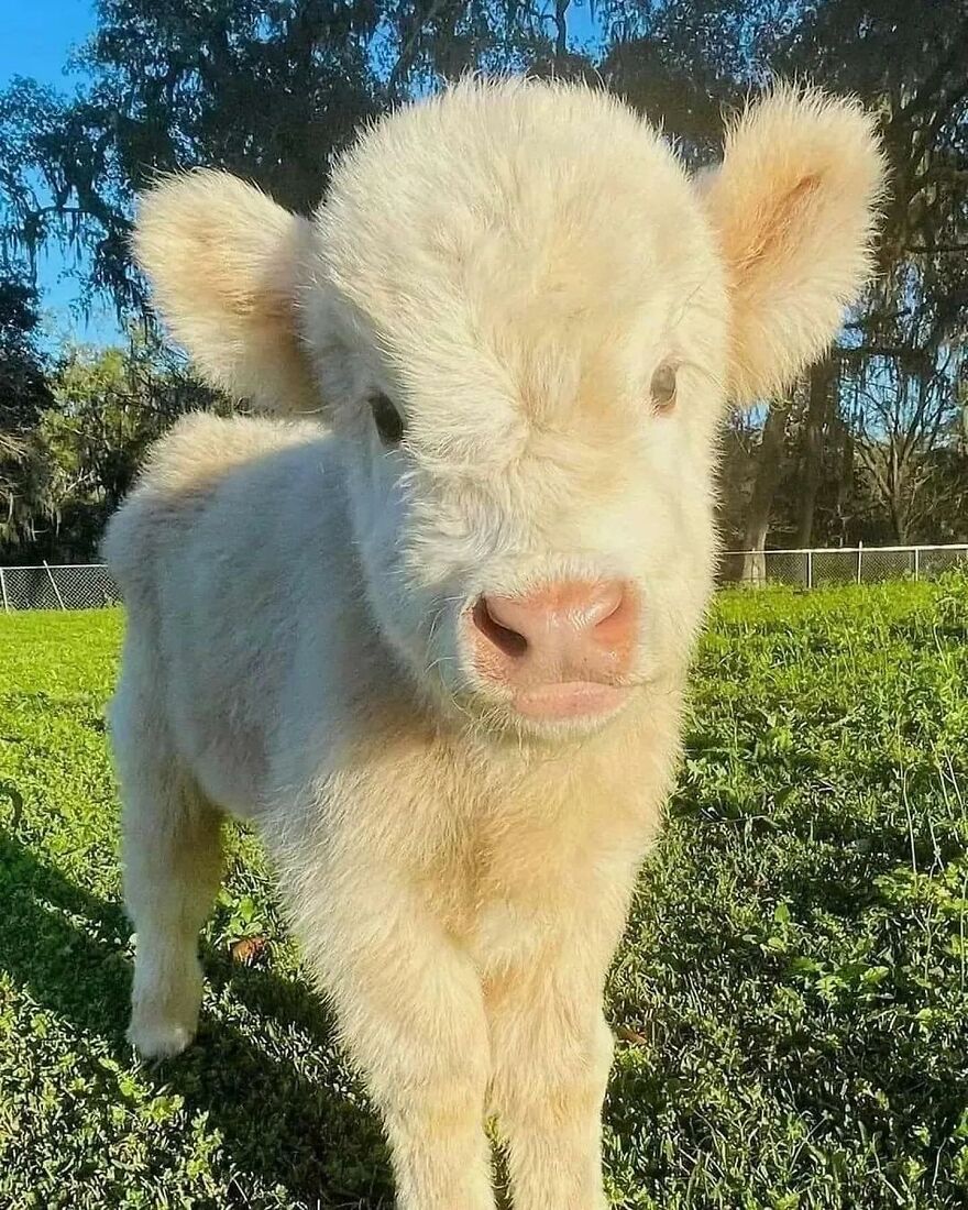 Fluffy adorable calf standing on green grass in sunny outdoor setting, one of the beautiful animals brightening the day