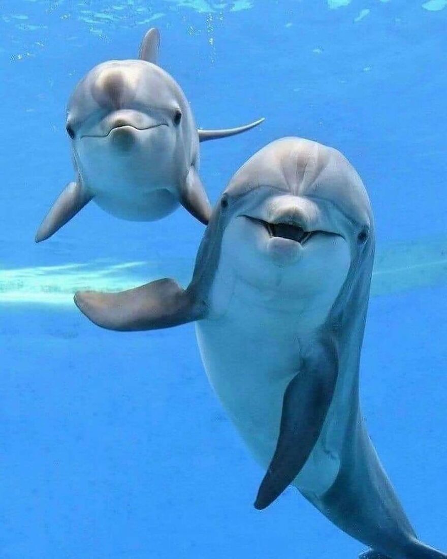 Two adorable dolphins swimming underwater with bright blue ocean in the background, showcasing beautiful animals.