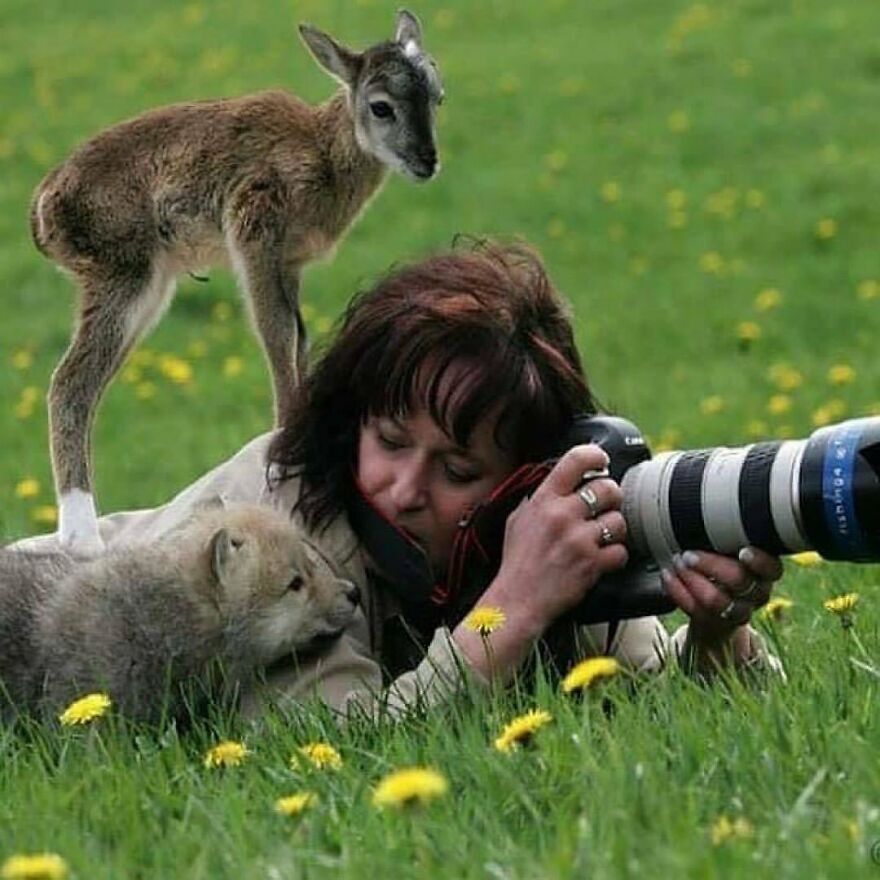 Photographer lying in grass capturing adorable and beautiful animals including a young deer and a wolf pup in a natural setting.