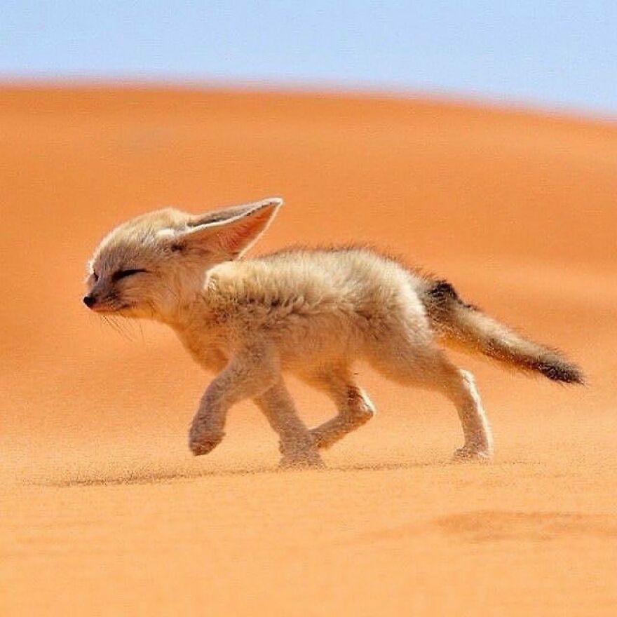 Fennec fox walking across sand dunes, showcasing one of the most adorable and beautiful animals in the desert habitat