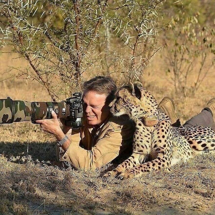 Photographer lying on the ground with a cheetah, capturing adorable and beautiful animals in a natural wildlife setting.