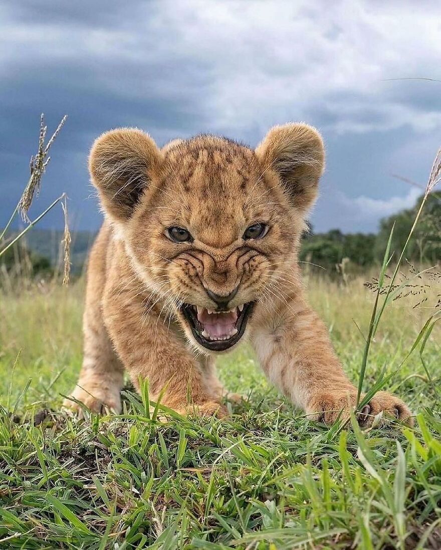 Lion cub snarling and playing in grassy field, showcasing adorable and beautiful animals in their natural habitat.