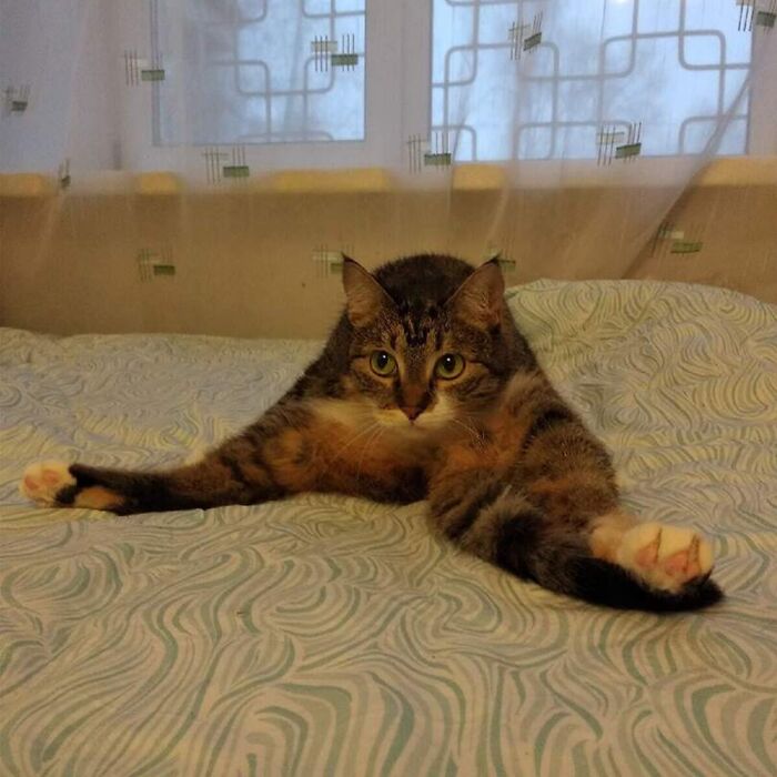 Minimalist doodle of a viral cat with stretched-out paws, part of an artist’s collection of 155 hilarious cat sketches.