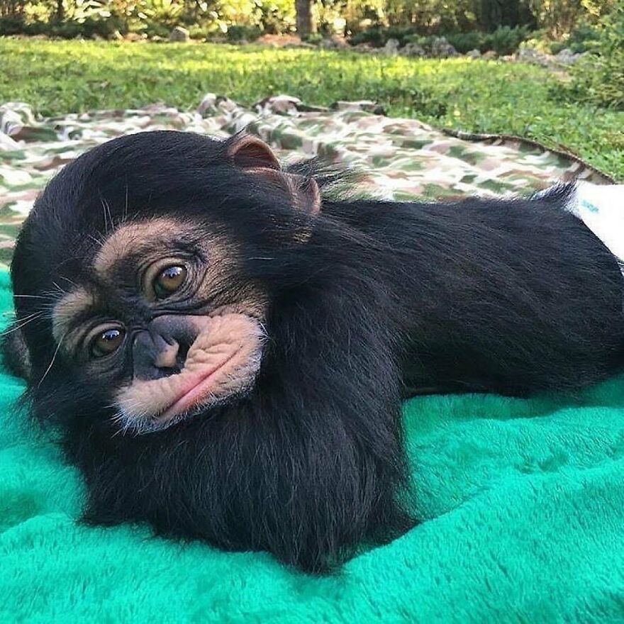 Baby ape lying on a green blanket outdoors, one of the adorable and beautiful animals to brighten up your day.