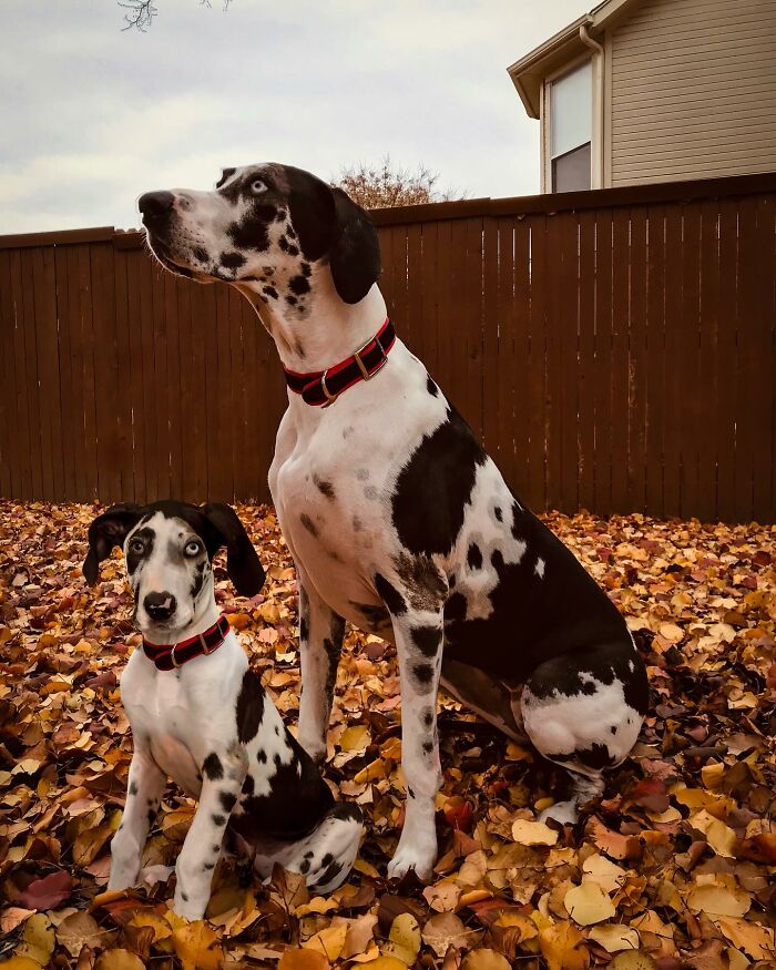 Great Dane dog and puppy with black and white spots sitting on autumn leaves, showcasing adorable animal photo edits.