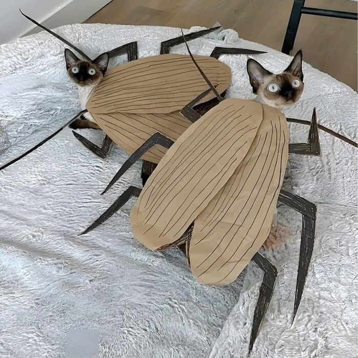 Minimalist doodles of two insects with cat heads, showcasing viral cat pics transformed into humorous art.