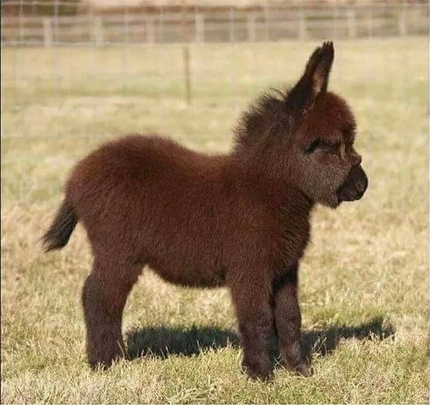 Fluffy miniature donkey standing on grass, showcasing one of the adorable and beautiful animals to brighten your day.