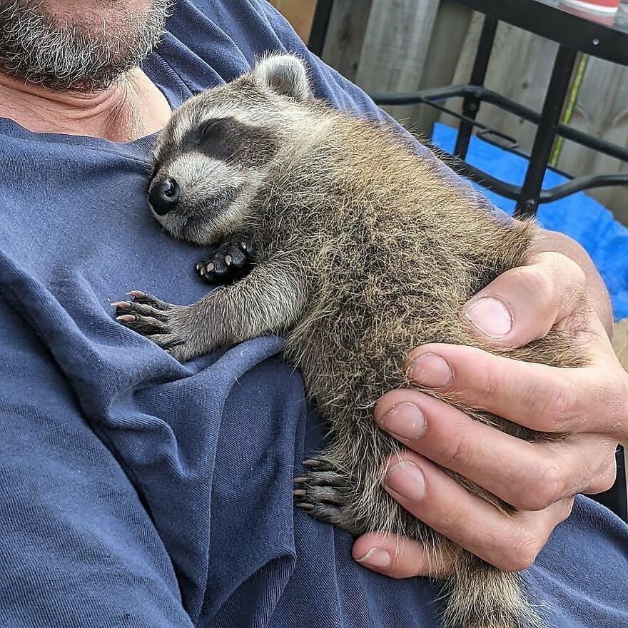 A small adorable animal peacefully sleeping in a person’s arms, showcasing beautiful animals that brighten your day.