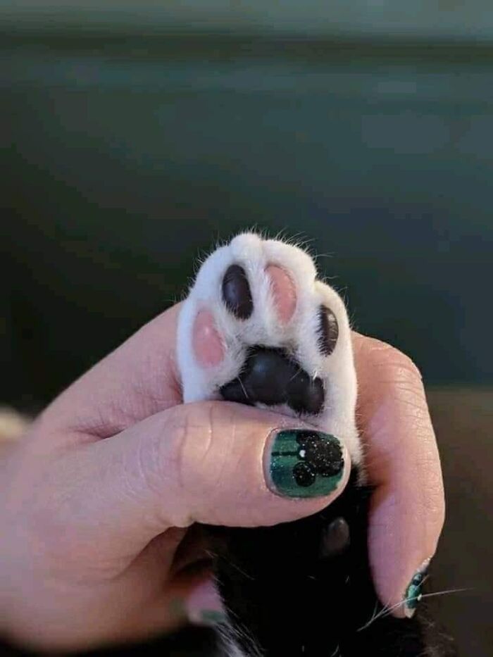Cat paw with black and pink pads held gently by a hand with green and black nail polish in a close-up.