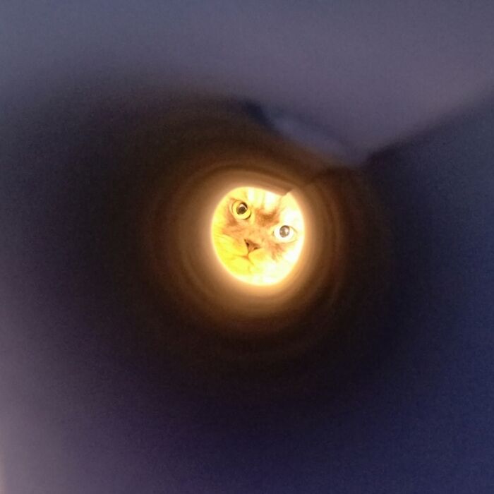 Glowing orange circle with a small angry face, part of viral cat pics turned into doodles by artist daily purrr.