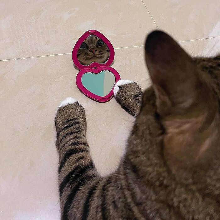 Minimalist doodle of a cat holding two heart-shaped objects with a cute face, part of viral cat pics art series.