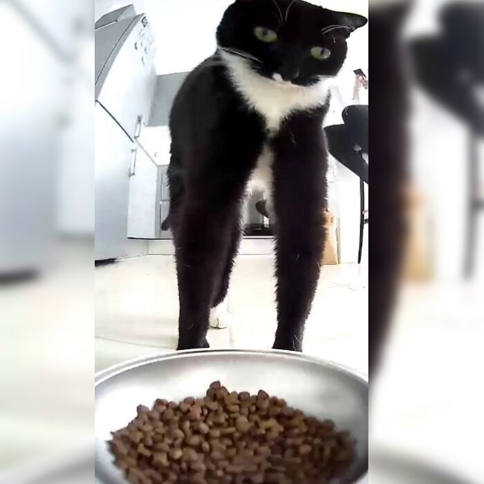 Minimalist doodle of a long black cat with a neutral expression standing over a bowl of food, viral cat pics inspired.