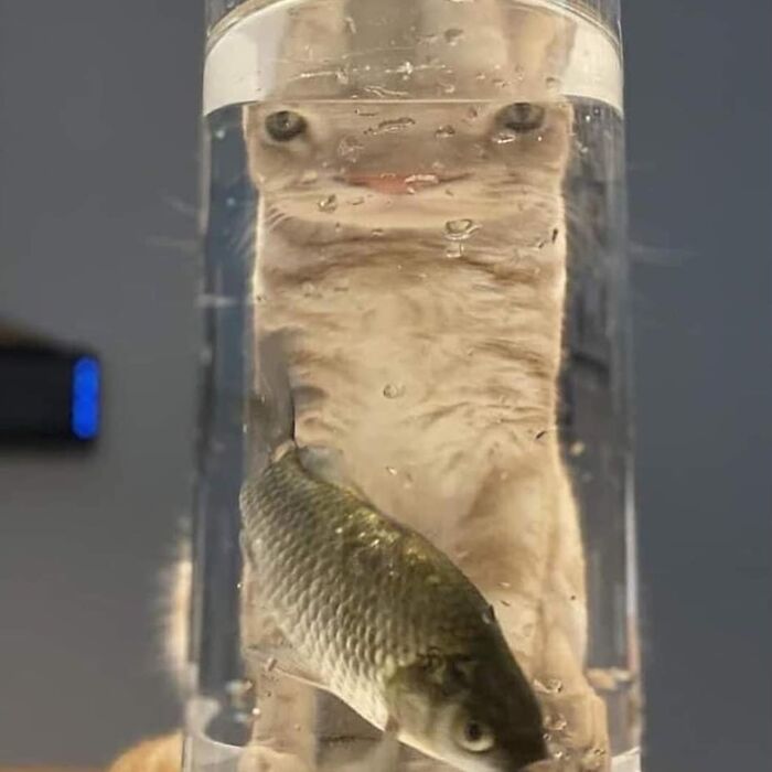 Minimalist doodle of a cat in a glass with a fish, showcasing viral cat pics turned into humorous artwork.