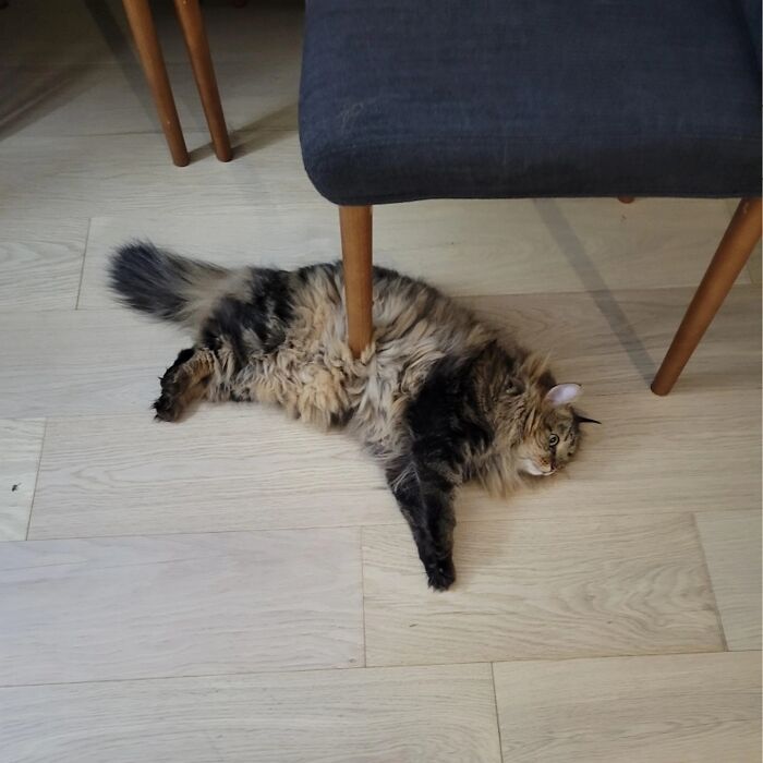 Minimalist doodle of a viral cat suspended by a table leg, capturing the humor of viral cat pics in simple lines.