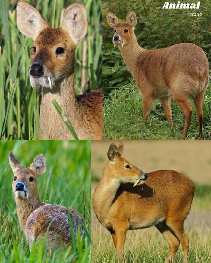 Four images of unique and cute creatures in natural habitats, showcasing nature's beautiful surprises with distinct fang-like teeth.