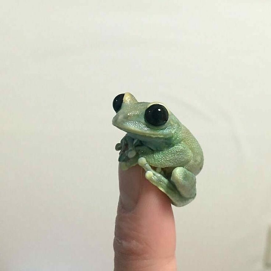 Small adorable frog with large eyes sitting on a finger, showcasing beautiful animals that might brighten up your day.