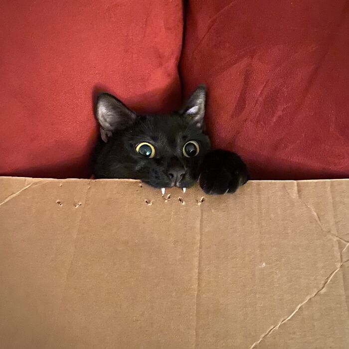 Minimalist doodle of a cat peeking over a line, showcasing viral cat pics turned into hilariously spot-on drawings.