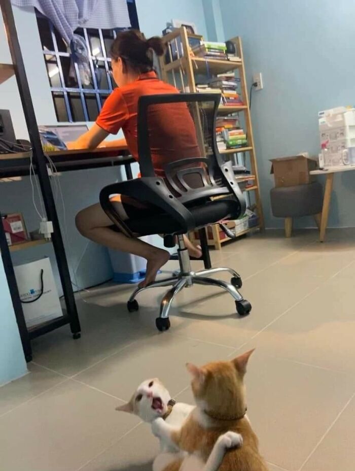 Two cats play-fighting on a tiled floor while a person works at a desk in the background in a home office.