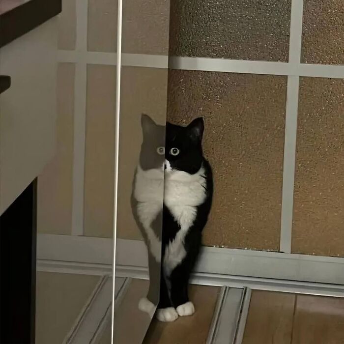 Minimalist doodle of a cat with bold black and white markings, part of viral cat pics turned into spot-on artwork.