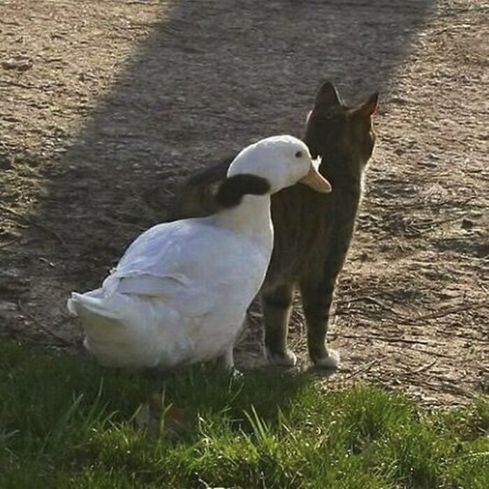 Minimalist doodle of a cat and a bird hugging, showcasing artist’s viral cat pics in a humorous sketch style.