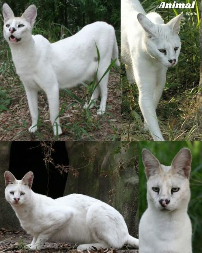 White unusual wild cat with large ears in natural forest habitat showcasing unique and cute creatures of nature.
