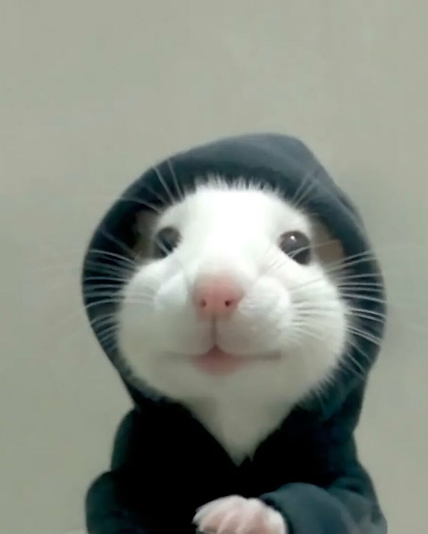 White rat wearing a hooded sweatshirt, showcasing adorable and beautiful animals that might brighten up your day.