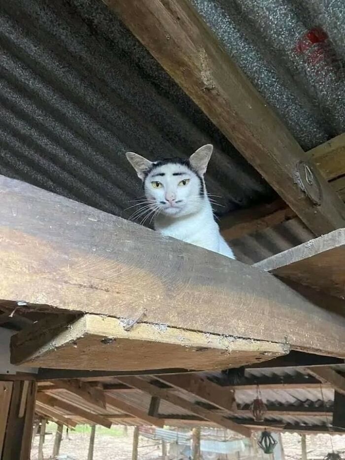 Cat with unusual dark fur patterns on head resembling eyebrows sitting on wooden beam in rustic setting, funny cat moment.