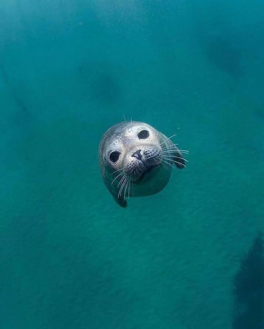 Seal peeking out of clear blue water, showcasing one of the adorable and beautiful animals that might brighten up your day.