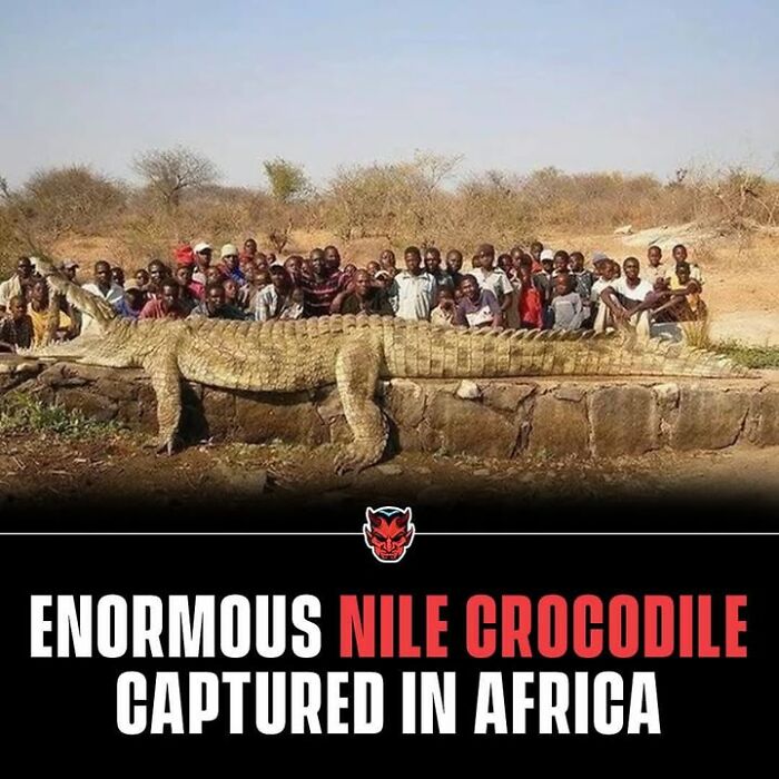 Enormous Nile crocodile captured in Africa surrounded by a crowd, a creepy fact that can deprive somebody of sleep.