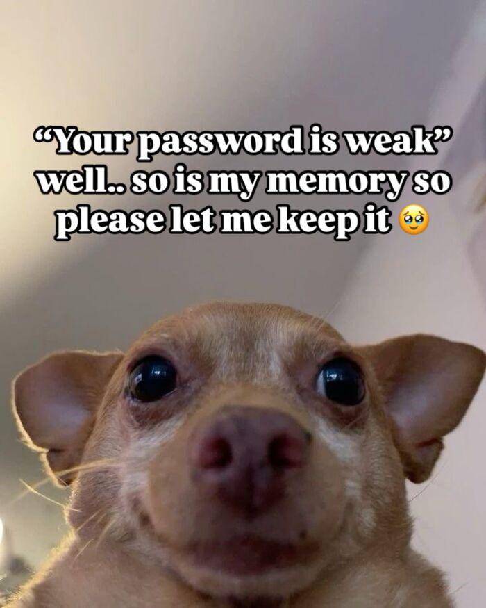 Close-up of a small dog with meme text about memory and weak passwords, capturing the humor of being a cool mom.