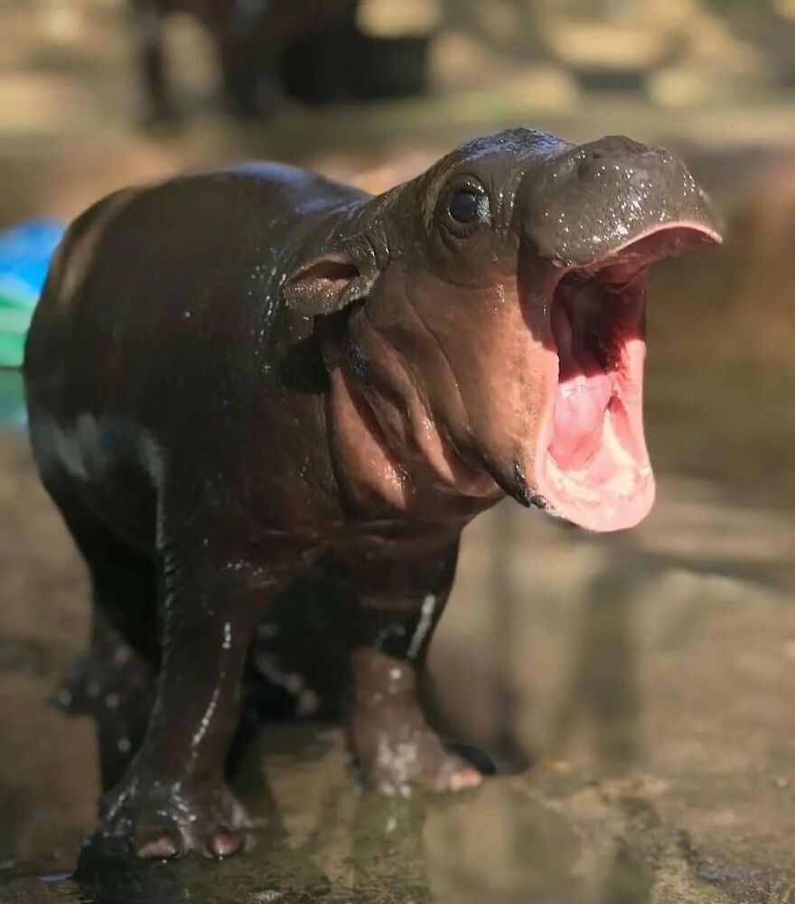 Baby hippo with mouth wide open, one of the adorable and beautiful animals that might brighten up your day.